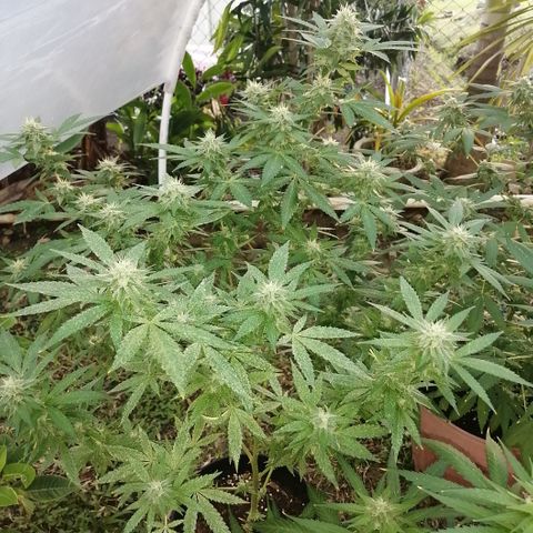 Chem Dawg growlog timeline photo