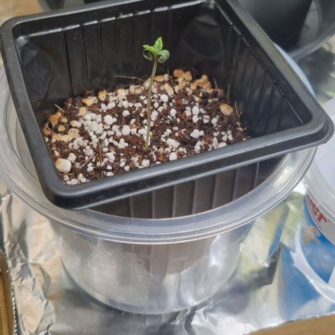 O.G. 1 kush  growlog timeline photo