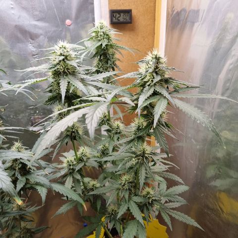 Biscotti 2.0 growlog timeline photo