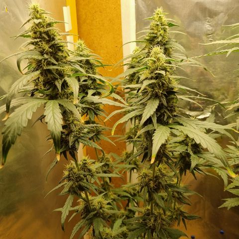 Somango  growlog timeline photo