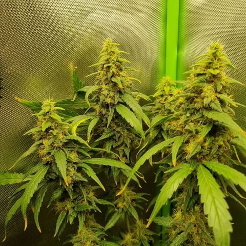 Somango  growlog timeline photo