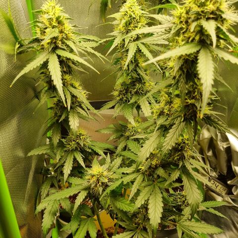 Biscotti 2.0 growlog timeline photo