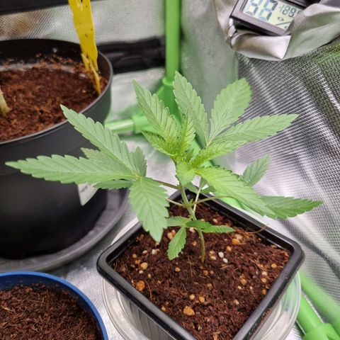 O.G. 1 kush  growlog timeline photo