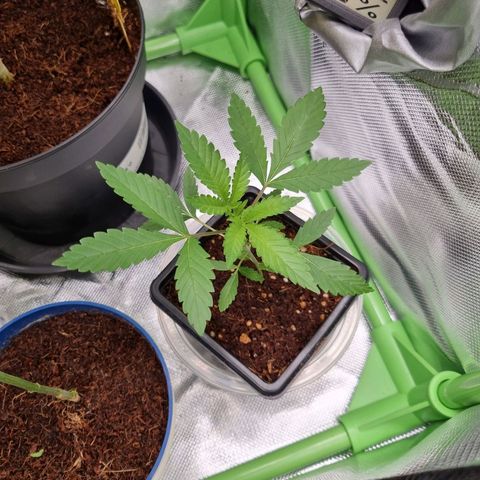 O.G. 1 kush  growlog timeline photo