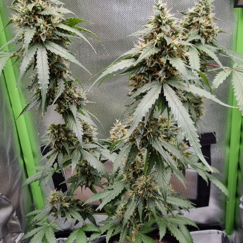 Biscotti 2.0 growlog timeline photo