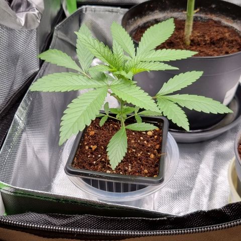 O.G. 1 kush  growlog timeline photo