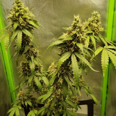 Biscotti 2.0 growlog timeline photo