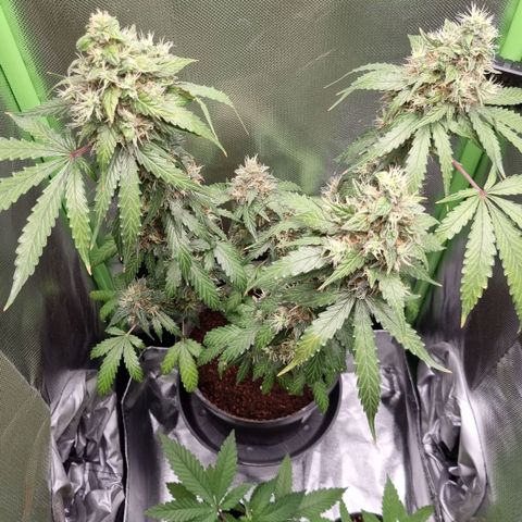 Biscotti 2.0 growlog timeline photo