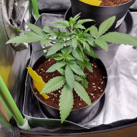 O.G. 1 kush  growlog timeline photo