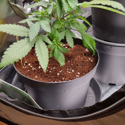 O.G. 1 kush  growlog timeline photo