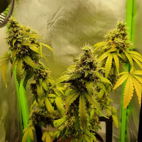 Biscotti 2.0 growlog timeline photo