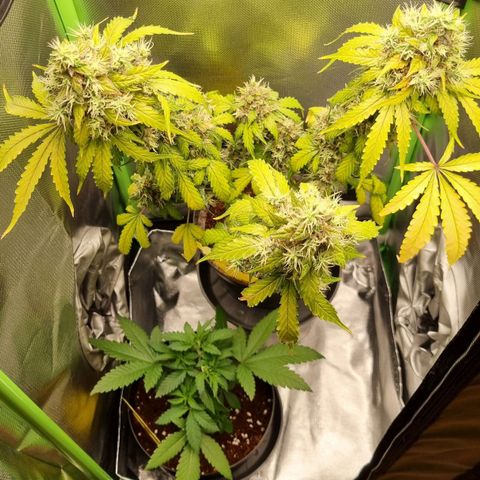 Biscotti 2.0 growlog timeline photo