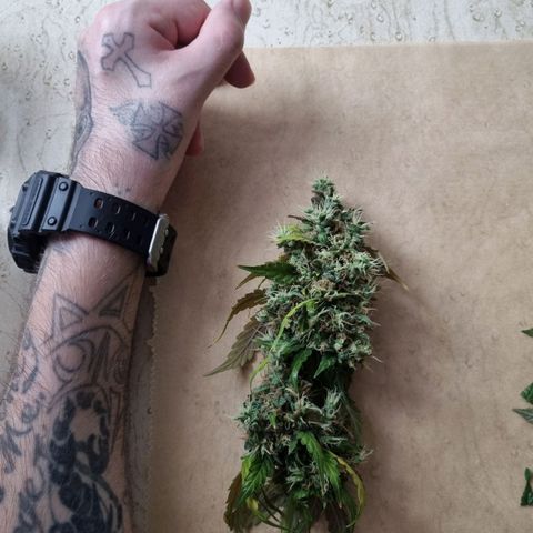 Biscotti 2.0 growlog timeline photo