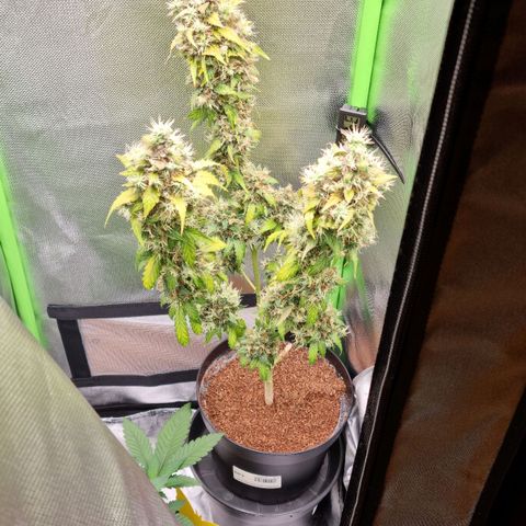 Biscotti 2.0 growlog timeline photo