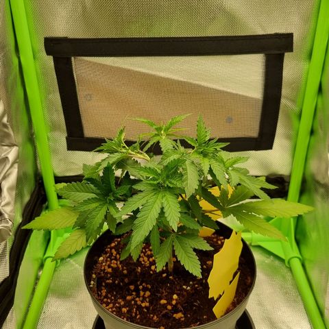 O.G. 1 kush  growlog timeline photo
