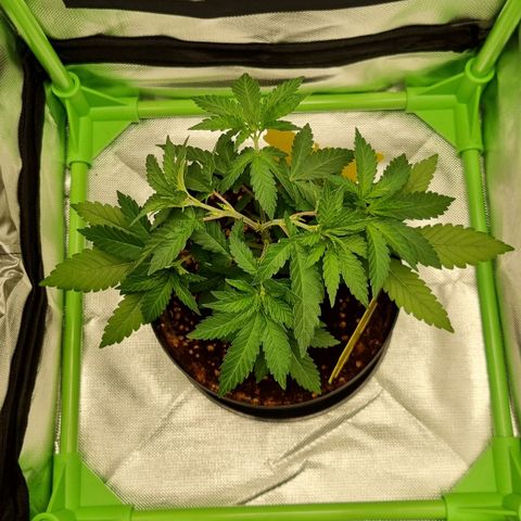 O.G. 1 kush  growlog timeline photo