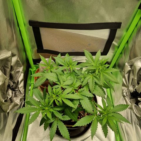 O.G. 1 kush  growlog timeline photo