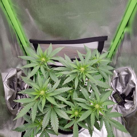 O.G. 1 kush  growlog timeline photo