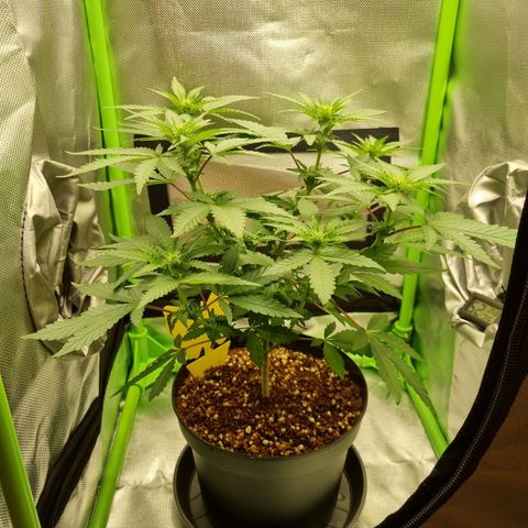 O.G. 1 kush  growlog timeline photo
