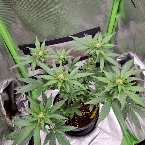 O.G. 1 kush  growlog timeline photo