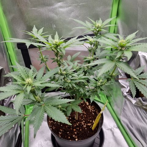 O.G. 1 kush  growlog timeline photo