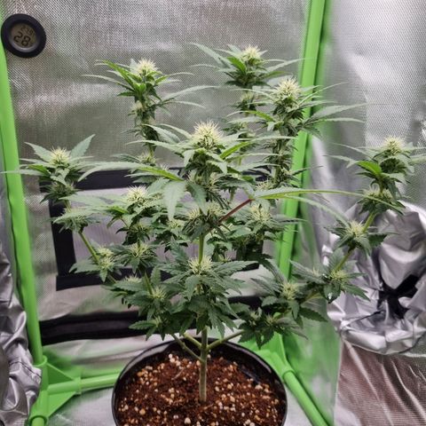 O.G. 1 kush  growlog timeline photo