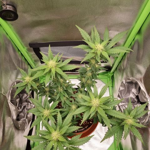 O.G. 1 kush  growlog timeline photo