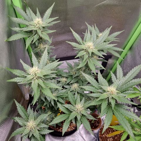 O.G. 1 kush  growlog timeline photo