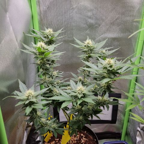 O.G. 1 kush  growlog timeline photo