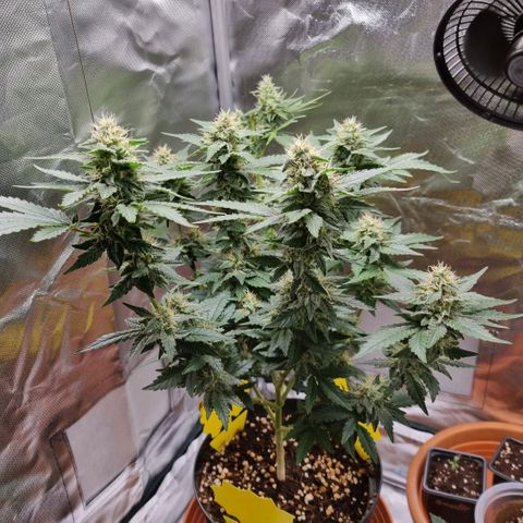 O.G. 1 kush  growlog timeline photo
