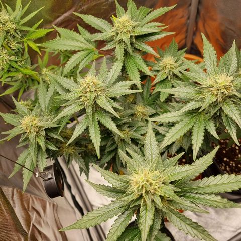 O.G. 1 kush  growlog timeline photo