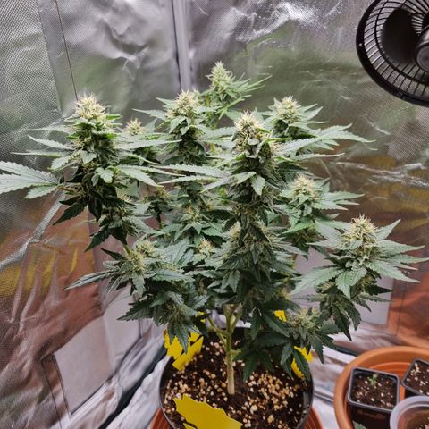 O.G. 1 kush  growlog timeline photo