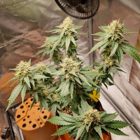 O.G. 1 kush  growlog timeline photo