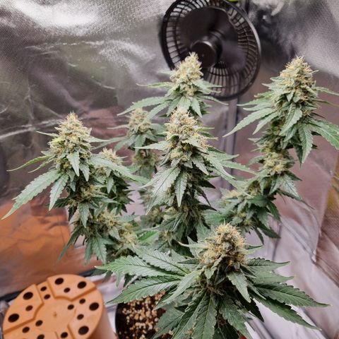 O.G. 1 kush  growlog timeline photo