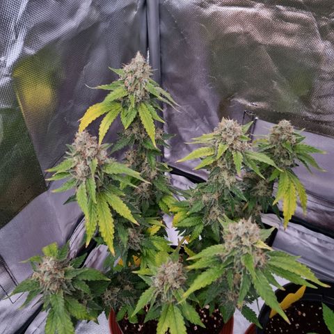 O.G. 1 kush  growlog timeline photo