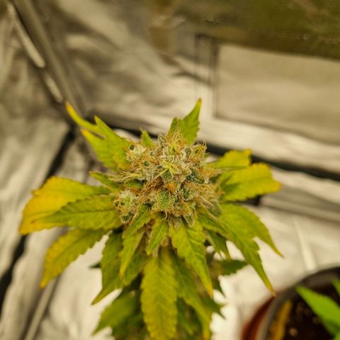 O.G. 1 kush  growlog timeline photo