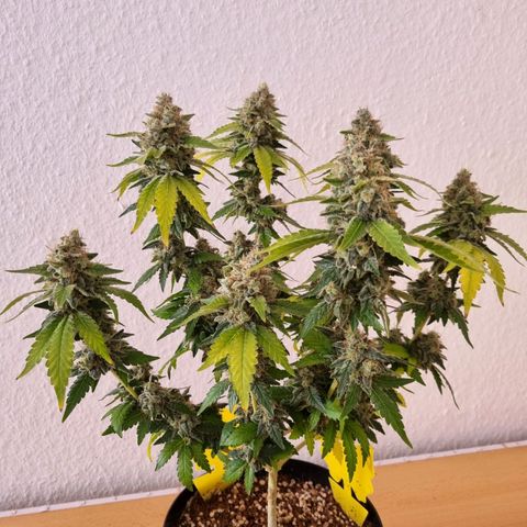 O.G. 1 kush  growlog timeline photo
