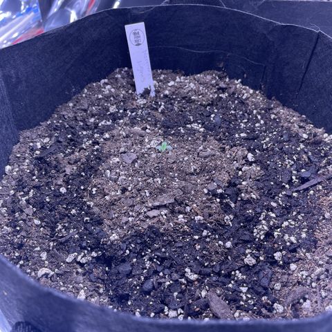 Northern Light growlog photo: Front left