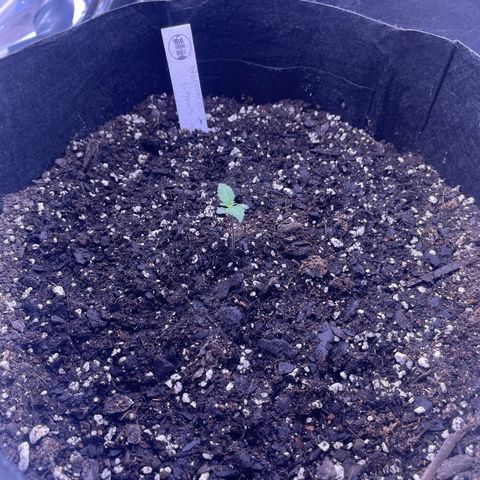 Northern Light growlog photo: Left day 7