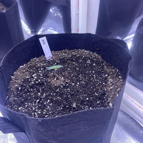 Northern Light growlog photo: Back right day 7
