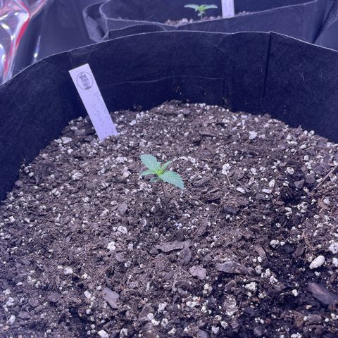 Northern Light growlog photo: Bottom left