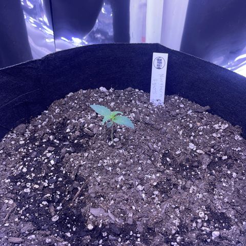 Northern Light growlog photo: Top right 