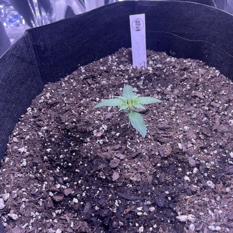Northern Light growlog photo: Left