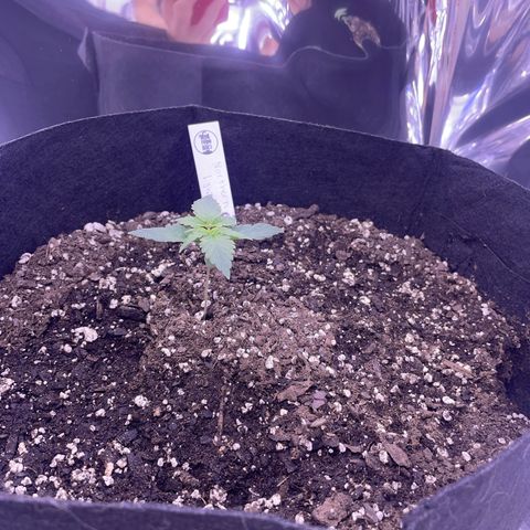 Northern Light growlog photo: Right