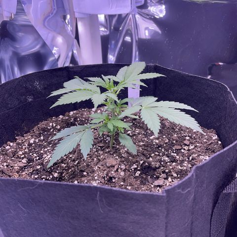 Northern Light growlog photo: Left