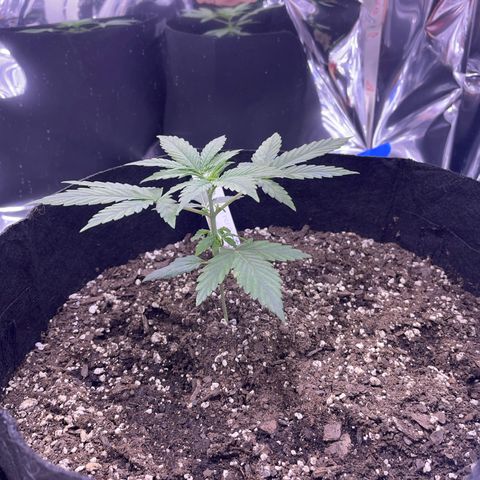 Northern Light growlog photo: Right