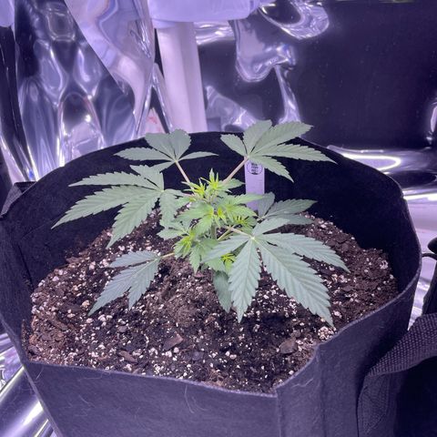 Northern Light growlog photo: After topping left