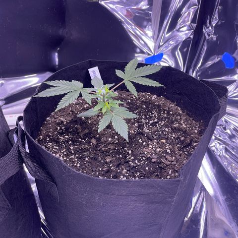 Northern Light growlog photo: After topping right 