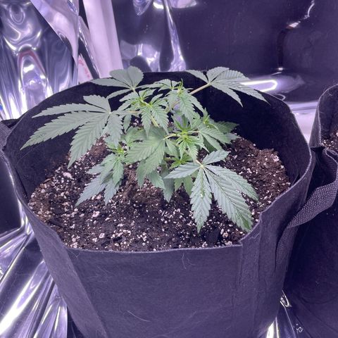 Northern Light growlog photo: Left after watering 