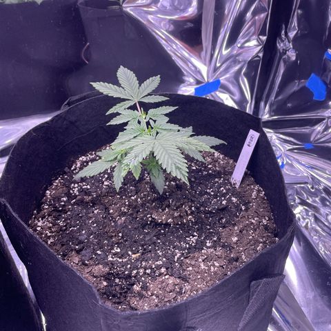 Northern Light growlog photo: Right after watering